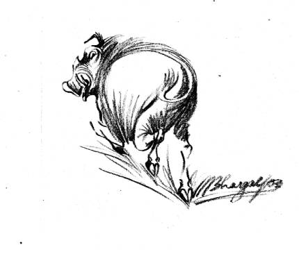 Wild Hog